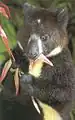 シロハラキノボリカンガルーD. mbaiso