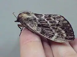 マツカレハ(Dendrolimus spectabilis)雌成虫