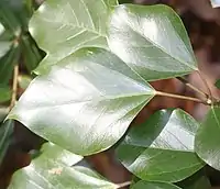 生長した樹の全縁の葉