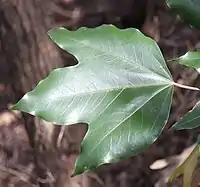 稚樹の3裂に深裂する葉