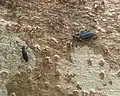 その一部交尾中の一組を含む