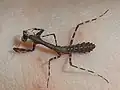 1齢幼虫