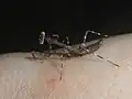 1齢幼虫