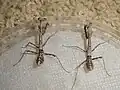 4齢幼虫（メス左、オス右）。この成長段階では通常、メスはオスよりわずかに大きい