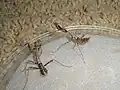 4齢幼虫（メス左、オス右）