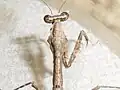 4齢幼虫オスのCarapace