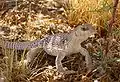 サバクイグアナ (Dipsosaurus dorsalis)