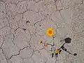 Desert Marigold