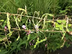 豆果は扁平な3-5個の小節果からなる。