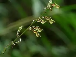 Desmodium podocarpum subsp. oxyphyllum