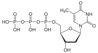 チミジン 5'-三リン酸
