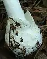 柄の基部を包み込むツボ。白色で膜質でしっかりしたもの。