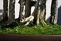幹と土と植物と。