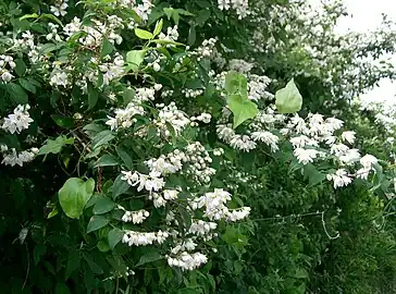 開花期