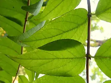 葉は対生