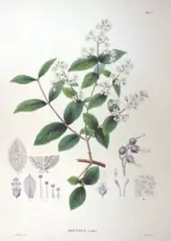 ウツギのイラスト（1870年）