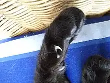猫の狼爪。ないネコもいる。地面と接しないため削れず巻き爪になる場合がある。