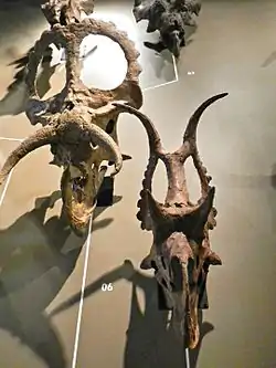 ディアブロケラトプス