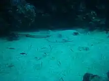 サンゴの隣で砂に埋まっているエイ