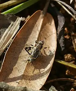 Dianemobius nigrofasciatus