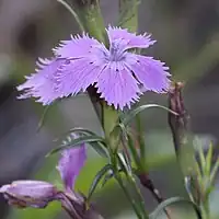 花弁は5個で広倒卵状