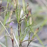 葉は広線形で対生する