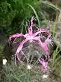 イセナデシコ Dianthus x isensis　Hirahata et Kitam.