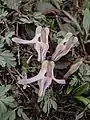 D. uniflora