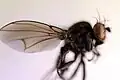 Dichaeta (Notiphila) caudata
