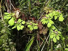 葉は鳥足状複葉になる。苔むした湿った岩場で撮影した。