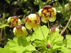 左の花部分を拡大。