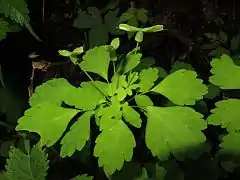 魚の尾状（T字形）に広がる果実。