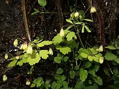 花弁状の萼片の基部が赤紫色をおびるので別名、ソコベニシロガネソウという。右側に果実がみえる。