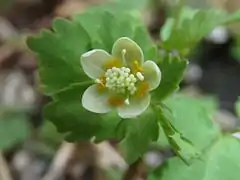 花弁状のものは萼片で、花弁は内側のオレンジ色のもの。