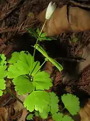 「鯖の尾」状の果実。