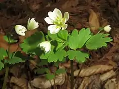 花弁状の萼片が10個あり、重弁状になっている。