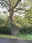 ディッケ・アイヒェ
