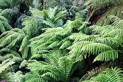 Dicksonia