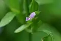 花の拡大