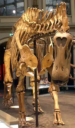 Dicraeosaurus skeleton
