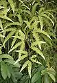 Dicranopteris pectinataコシダ属