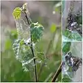 ハグモ属の1種の網（ハグモ科）