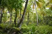 ディエゴガルシア島の沼沢地、2005年