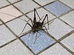 マダラカマドウマ