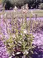 Digitalis ciliata