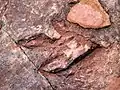 足跡