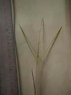 Setaria viridis