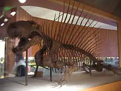 ディメトロドン骨格