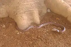 アカマダラ