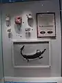 メソサウルス化石。上はアンモナイト